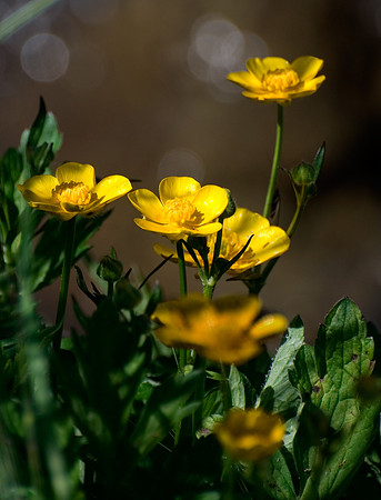 Yellow buttercups