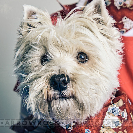 dogdance-61076