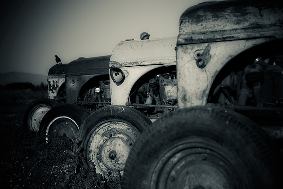20090630_lavender-1475