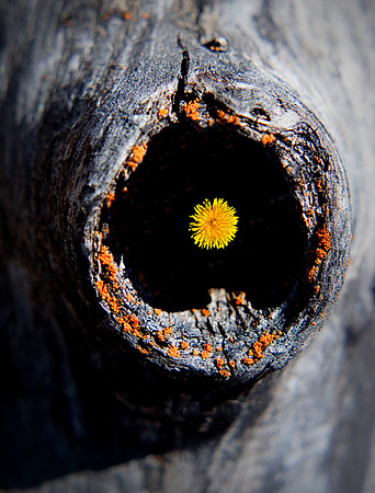 Dandelion Knothole
