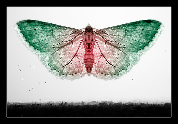 0588 mothra2_M