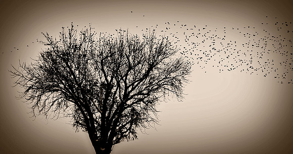 211054 blackbird tree