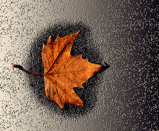 Maple leaf on frozen sidewalk