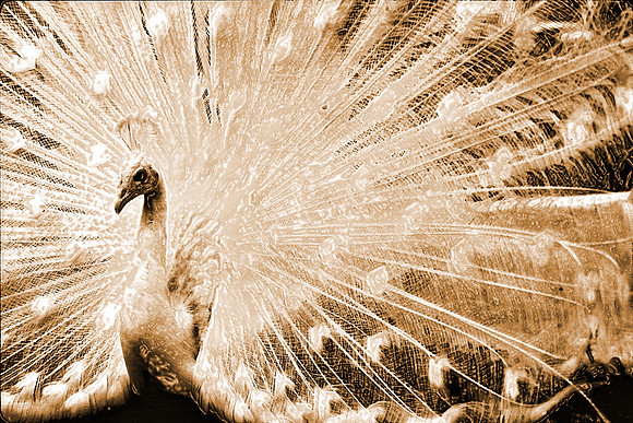 Peacock