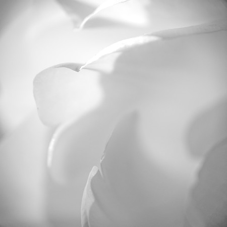 Tulip Study - BW