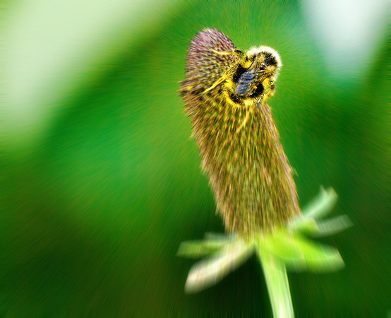 Bumblebee on cornflower 2