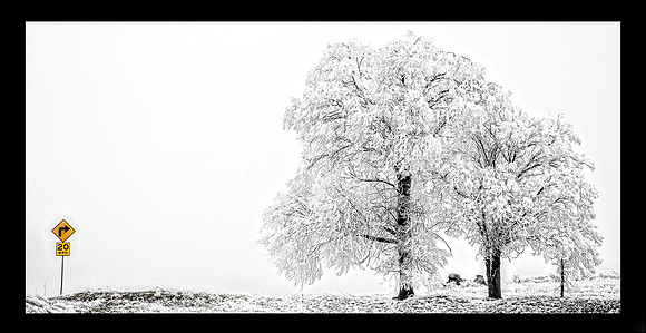 9628 tree frost_T