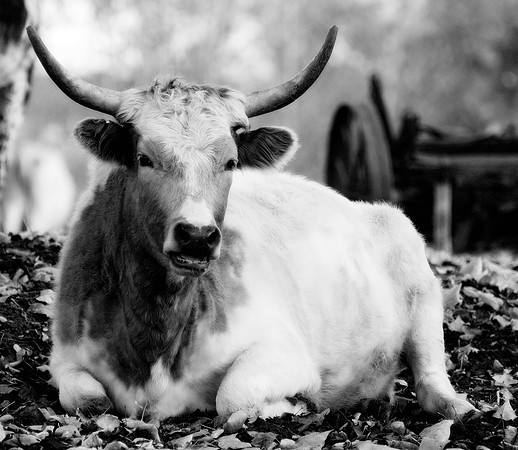 Resting Steer