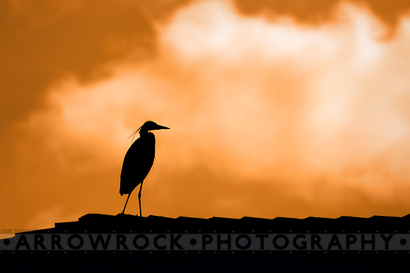 0474 roof heron
