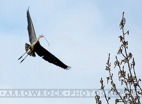 908 great blue heron