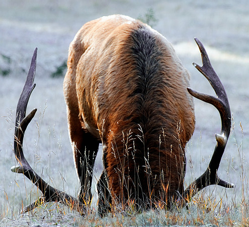 Feeding elk