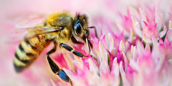 Honey Bee
