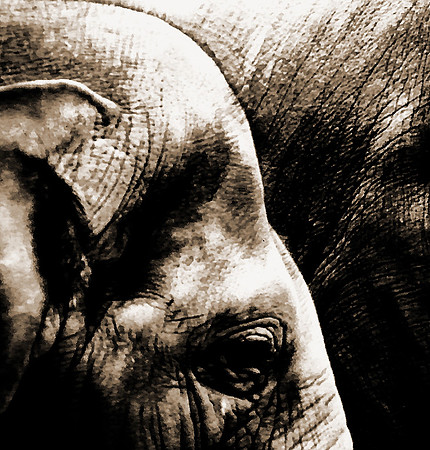 Elephant Eye