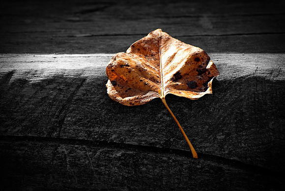 Autumn leaf on bench
