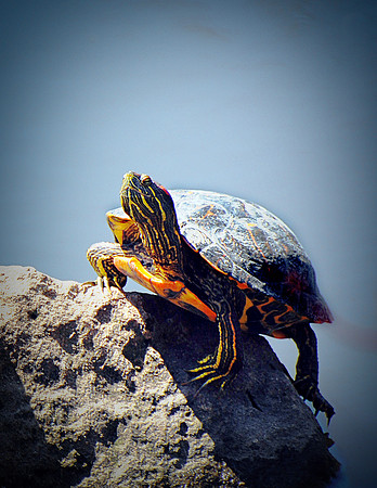 Sunning turtle