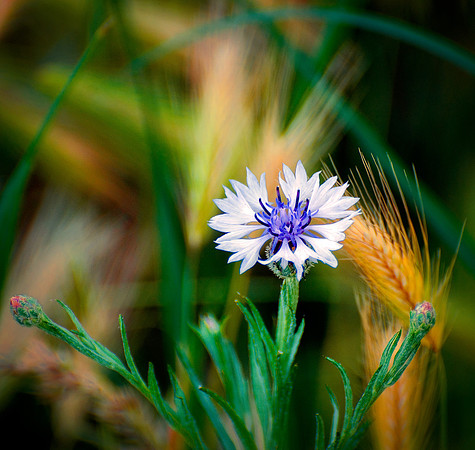 Cornflower in prairie grass