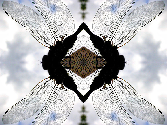 Dragonfly pattern 1
