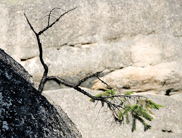Struggling Pine