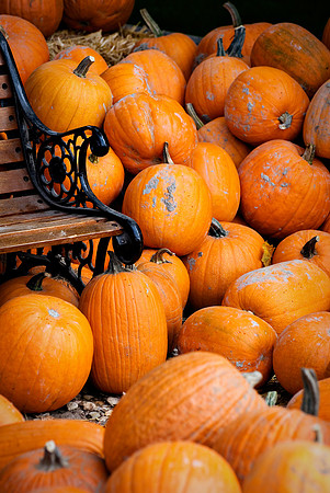 Pumpkins for sale