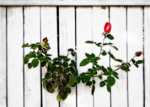Red rose on a white fence