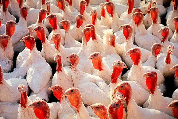 Turkey Farm
