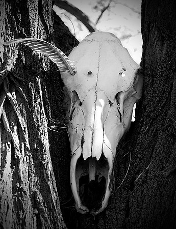 Horse skull with feather