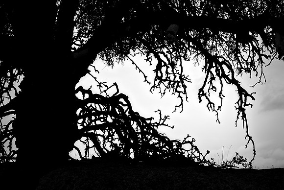 Old tree silhouette