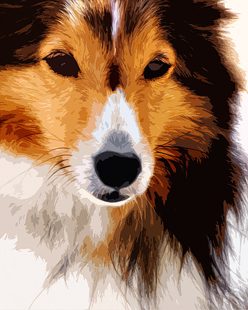 Collie