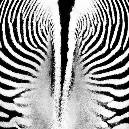 South Zebra
