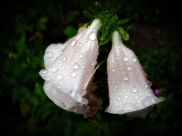 Rain Bells