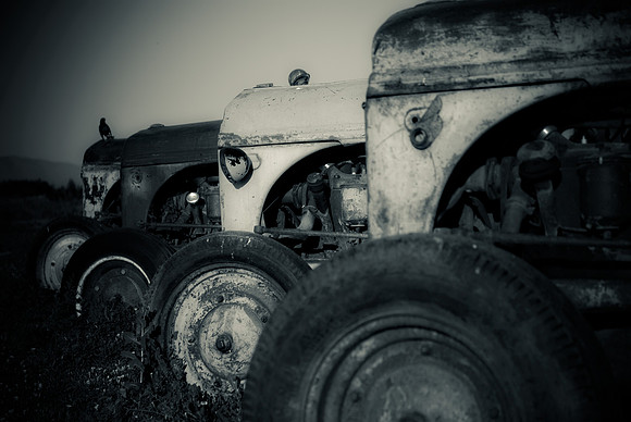 20090630_lavender-1471