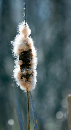 Single cattail