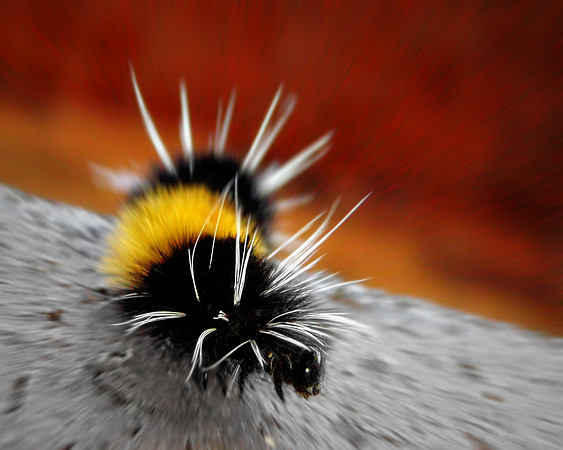 Black and yellow caterpillar