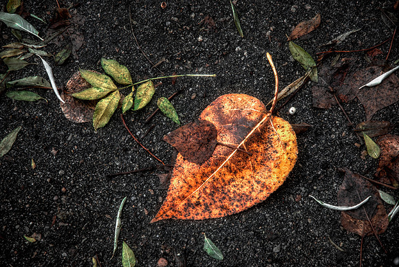 Fall leaves on asphalt