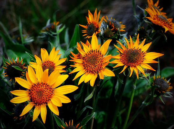 Summer sunflowers