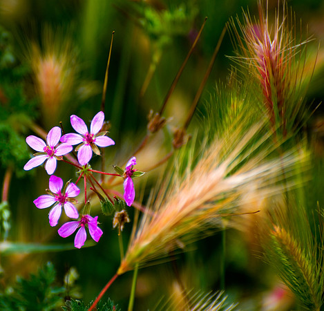 Prairie flower
