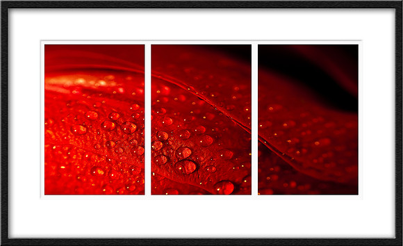 7081 rose triptych
