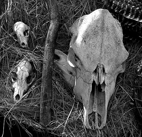 Skulls at an Indian Village