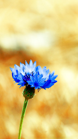 Morning cornflower