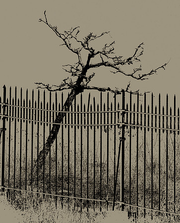 Bare tree in cemetery