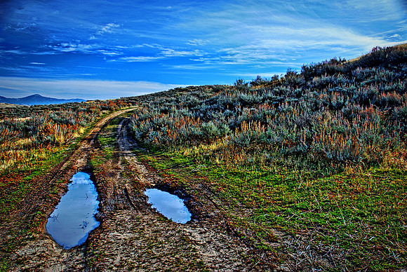 High Desert Puddles