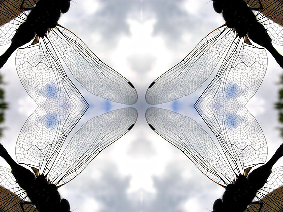 Dragonfly pattern 2