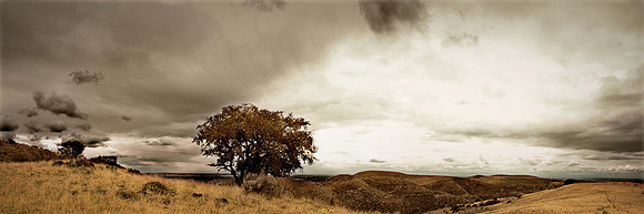 Lone Tree